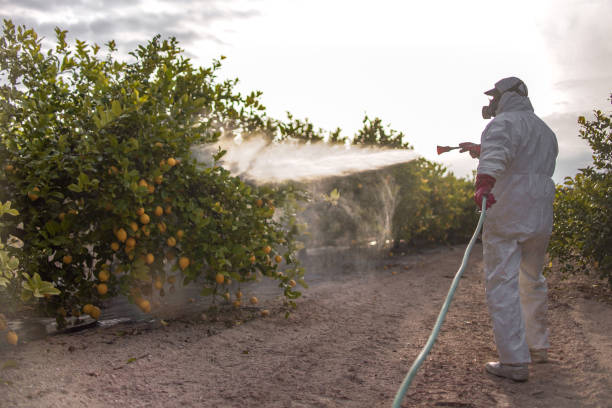 Best Flea Control Services  in Bunker Hill Village, TX