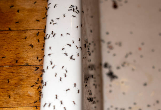 Reliable Bunker Hill Village, TX Pest Control Solutions