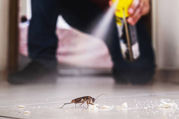Best Mosquito Control Services  in Bunker Hill Village, TX
