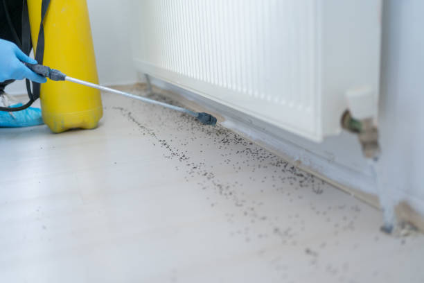 Best Ant Control Services  in Bunker Hill Village, TX